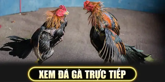 Xem đá gà trực tiếp