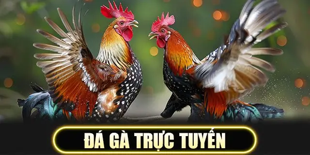 Đá gà trực tuyến
