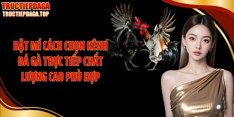 Bật mí cách chọn kênh đá gà trực tiếp chất lượng cao phù hợp