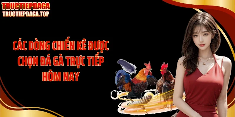 Các dòng chiến kê được chọn đá gà trực tiếp hôm nay