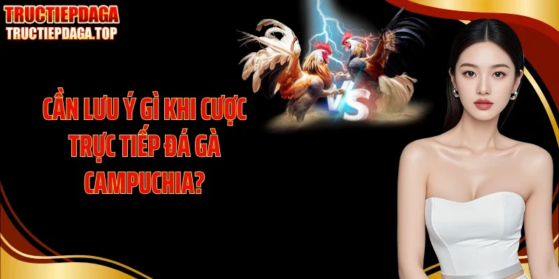 Cần lưu ý gì khi cược trực tiếp đá gà Campuchia?
