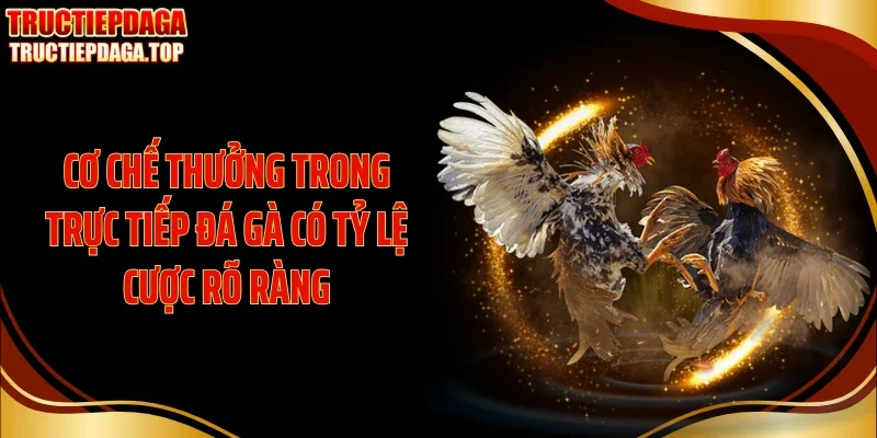 Cơ chế thưởng trong trực tiếp đá gà có tỷ lệ cược rõ ràng