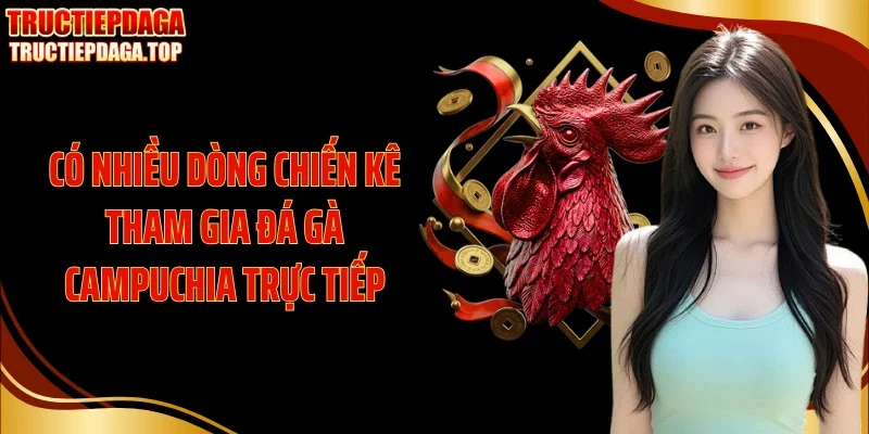 co nhieu dong chien ke tham gia da ga campuchia truc tiep Có nhiều dòng chiến kê tham gia đá gà Campuchia trực tiếp