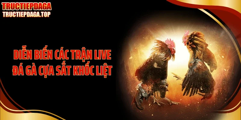 Diễn biến các trận live đá gà cựa sắt khốc liệt
