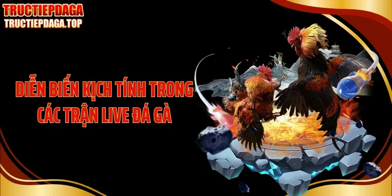 Diễn biến kịch tính trong các trận live đá gà