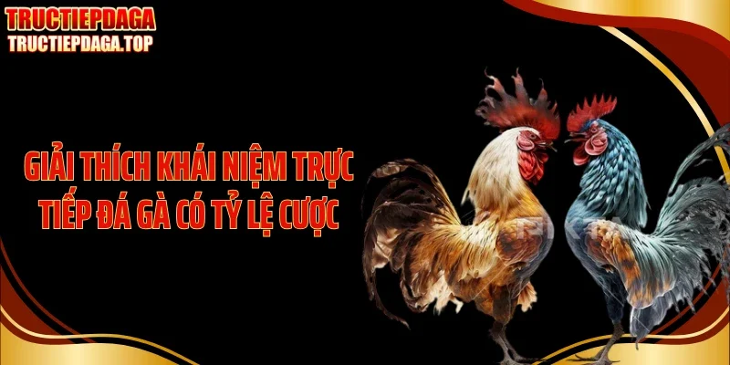 Giải thích khái niệm trực tiếp đá gà có tỷ lệ cược