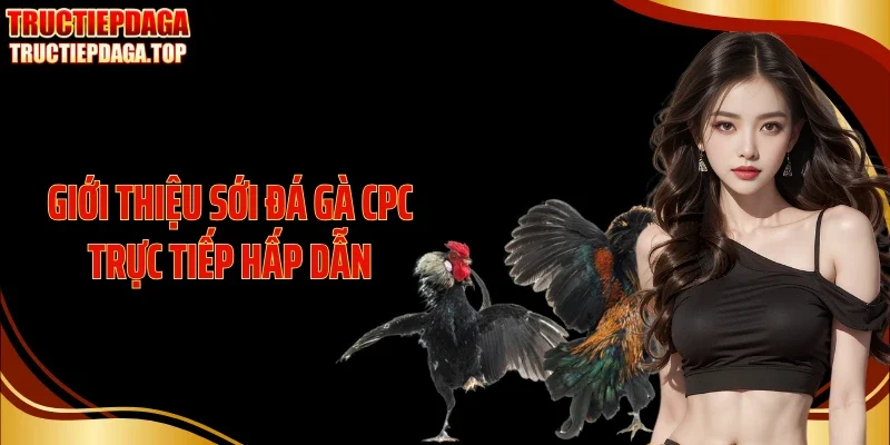Giới thiệu sới đá gà CPC trực tiếp hấp dẫn