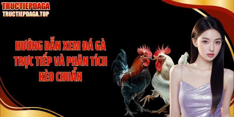 huong dan xem da ga truc tiep va phan tich keo chuan Hướng dẫn xem đá gà trực tiếp và phân tích kèo chuẩn