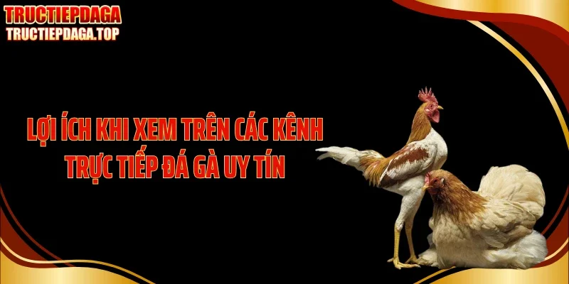 Lợi ích khi xem trên các kênh trực tiếp đá gà uy tín
