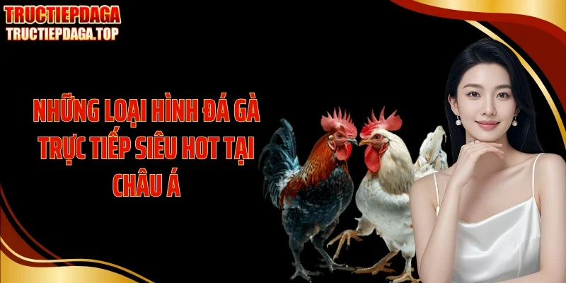nhung loai hinh da ga truc tiep sieu hot tai chau a Những loại hình đá gà trực tiếp siêu hot tại châu Á