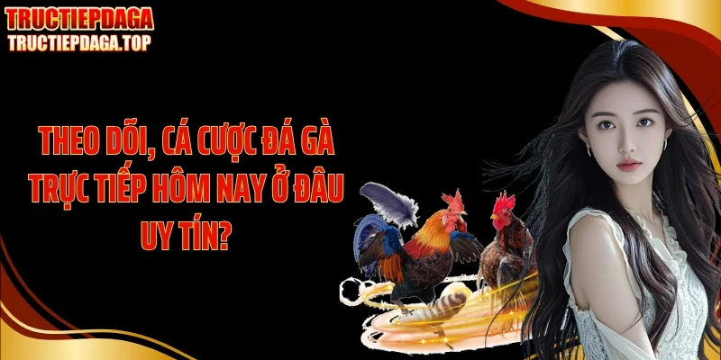 Theo dõi, cá cược đá gà trực tiếp hôm nay ở đâu uy tín?