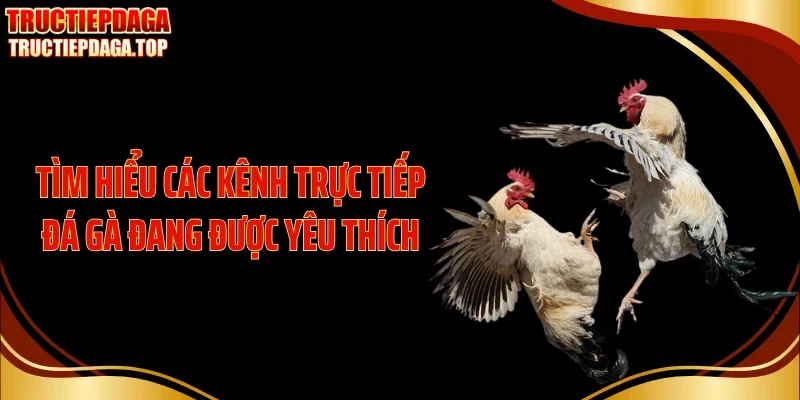 Tìm hiểu các kênh trực tiếp đá gà đang được yêu thích
