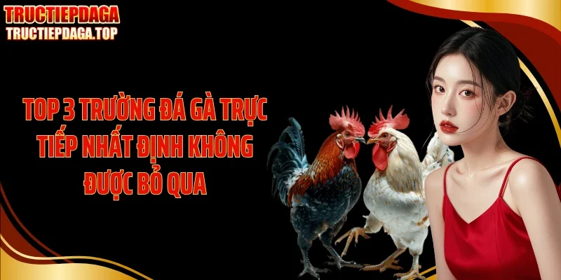 top 3 truong da ga truc tiep nhat dinh khong duoc bo qua Top 3 trường đá gà trực tiếp nhất định không được bỏ qua