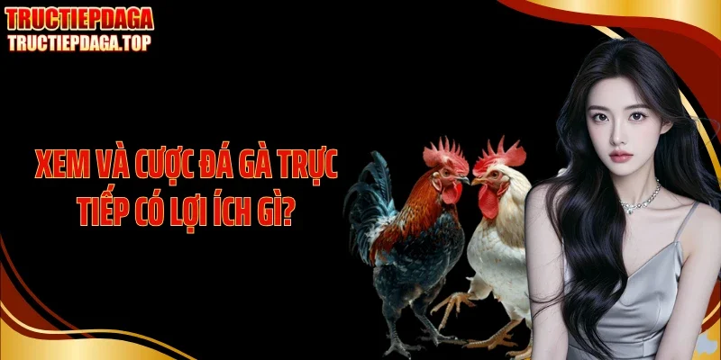 xem va cuoc da ga truc tiep co loi ich gi Xem và cược đá gà trực tiếp có lợi ích gì?