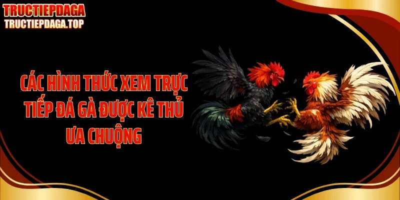 cac hinh thuc xem truc tiep da ga duoc ke thu ua chuong Các hình thức xem trực tiếp đá gà được kê thủ ưa chuộng