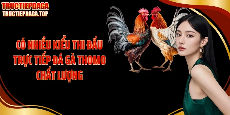 Có nhiều kiểu thi đấu trực tiếp đá gà thomo chất lượng