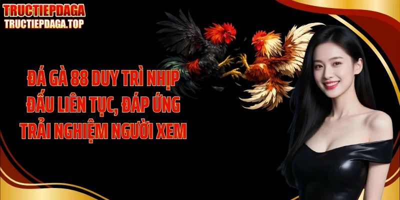 da ga 88 duy tri nhip dau lien tuc dap ung trai nghiem nguoi xem Đá gà 88 duy trì nhịp đấu liên tục, đáp ứng trải nghiệm người xem