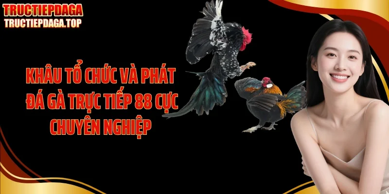 khau to chuc va phat da ga truc tiep 88 cuc chuyen nghiep Khâu tổ chức và phát đá gà trực tiếp 88 cực chuyên nghiệp