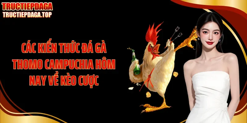 Các kiến thức đá gà thomo Campuchia hôm nay về kèo cược