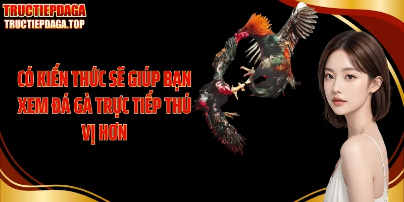 co kien thuc se giup ban xem da ga truc tiep thu vi hon Có kiến thức sẽ giúp bạn xem đá gà trực tiếp thú vị hơn