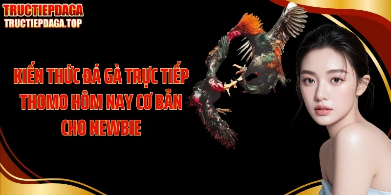 kien thuc da ga truc tiep thomo hom nay co ban cho newbie Kiến thức đá gà trực tiếp thomo hôm nay cơ bản cho newbie