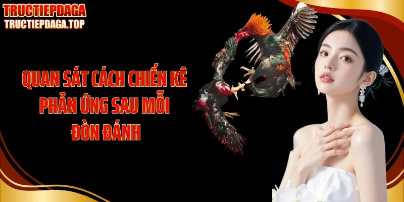 quan sat cach chien ke phan ung sau moi don danh Quan sát cách chiến kê phản ứng sau mỗi đòn đánh