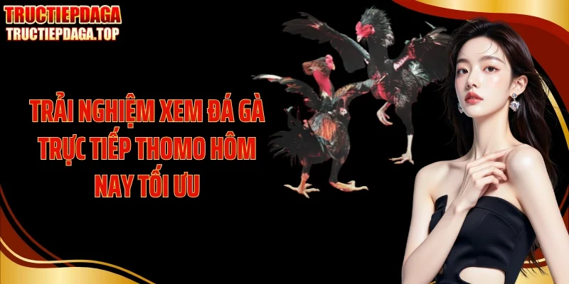 trai nghiem xem da ga truc tiep thomo hom nay toi uu Trải nghiệm xem đá gà trực tiếp thomo hôm nay tối ưu