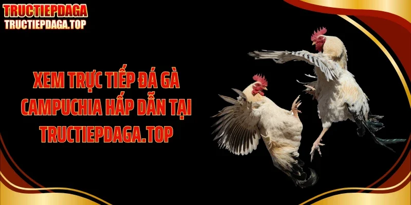 Xem Trực Tiếp Đá Gà Campuchia Hấp Dẫn Tại Tructiepdaga.top